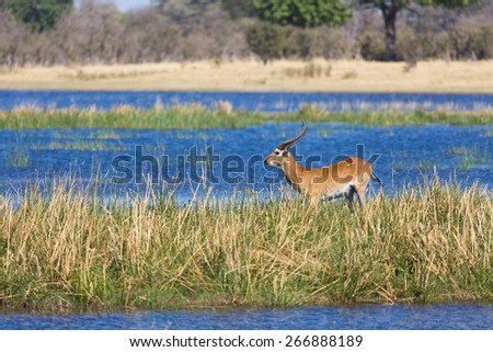 A red lechwe stands out against blue water in the okavango delta