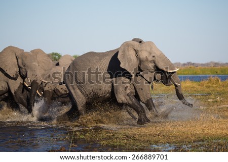A herd of frightened elephants running through shallow water in the Linyanti swamps