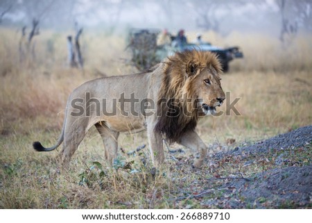 A large male black-maned lion, Panthera leo, walking past a safari vehicle in the Linyanti Swamps, Botswana.