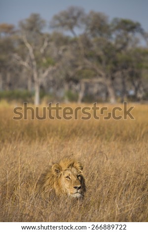 A lion, resting in the long yellow grass of the Linyanti swamps, raises his full-maned head.