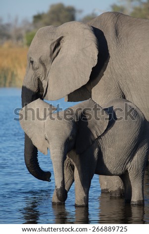 Two elephants standing in blue water in the Linyanti swamps