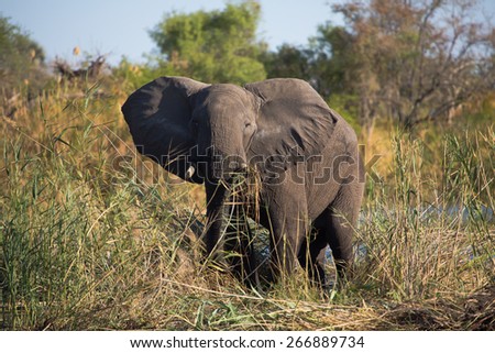 An elephant feeding on  tall green reeds beside the water in the Linyanti swamps