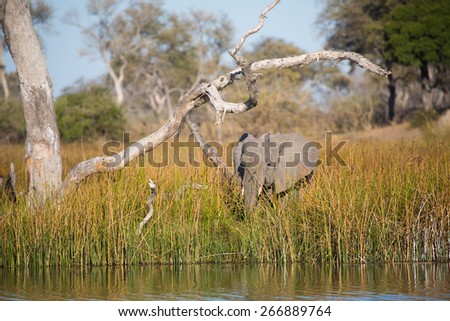 One elephant dwarfed by the reeds he\'s eating beside the water in the Linyanti swamps