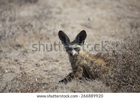 A small bat-eared fox with his large ears up.
