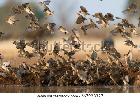 A horizontal photo of a flock of red-billed queleas flying, landing, and drinking in a confusion of feathers, at a waterhole in the Tuli block, Botswana
