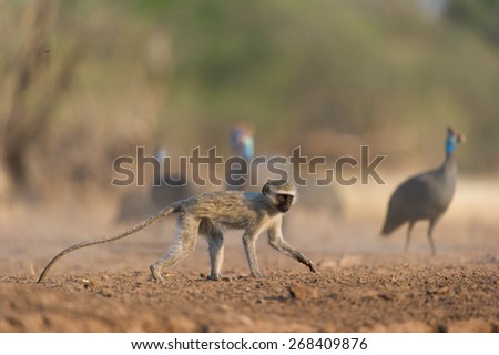 A young monkey walking in front of out of focus guinea fowl.