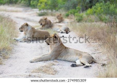 A pride of lions resting on a dirt road