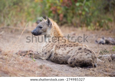 An alert spotted hyena resting on dry grass