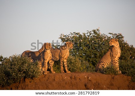 Three cheetah cubs and their mother standing in golden light on the edge of a low cliff of red soil.