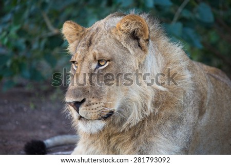 A close-up, colour image of a sub-adult lion staring off to one side.