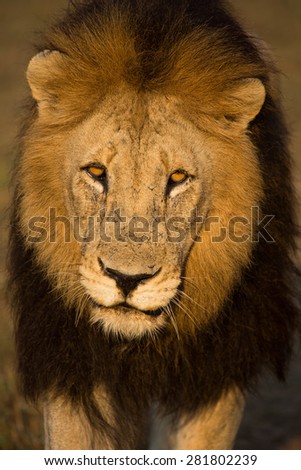 Close up of a large, black-maned lion with amber eyes in golden front light