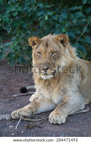 A sub-adult male lion, resting on dark sand, staring at the camera