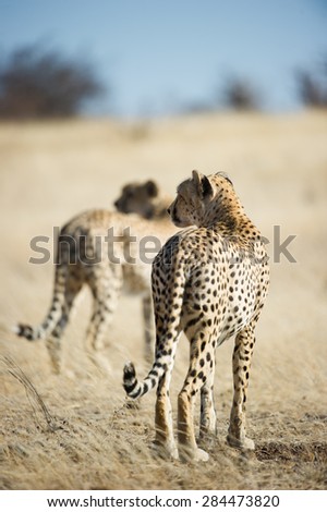 Rear view of a coalition of two cheetah brothers on the hunt in Mashatu, Botswana.