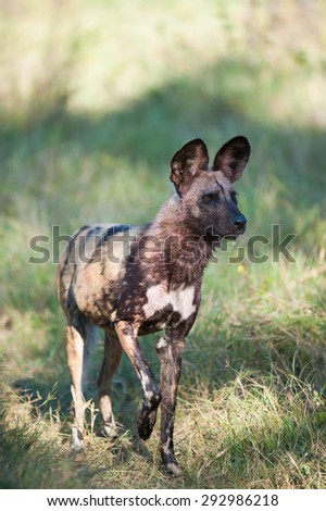 A vertical, colour image of an alert wild dog at machaba, Botswana.