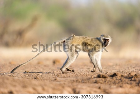 A horizontal, side view, full body colour photograph of a mischievous vervet monkey walking and looking into the camera in Mashatu Game Reserve, Northern Tuli, Botswana.