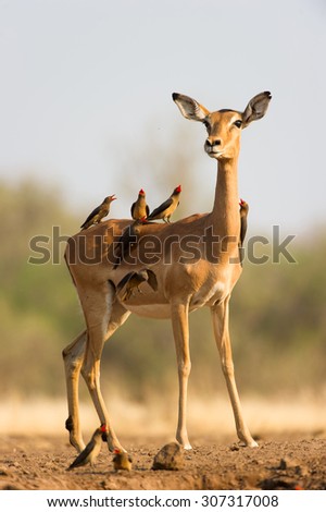 A vertical colour photograph of an alert  impala doe covered with a small flock of  red-billed buffalo weavers, Buphagus erythrorhynchus, in Mashatu Game Reserve, Northern Tuli, Botswana.