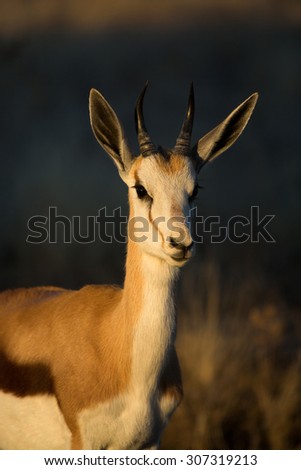 A vertical, colour, close-up, profile image of a young springbok ram, Antidorcas marsupialis, in golden light in the Central Kalahari Game Reserve, Botswana.