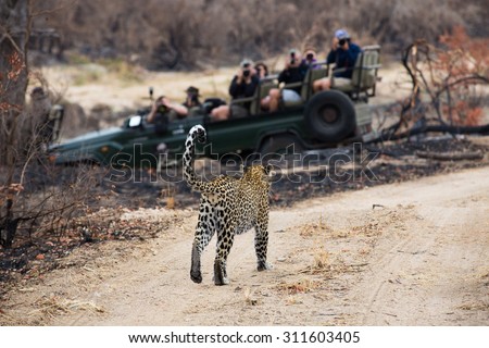 A photograph of a safari vehicle full of tourists watching a leopard, Panthera  pardus, walking on a dirt road at Elephant Plains, Sabi Sands Game Reserve, Mpumalanga province, South Africa.