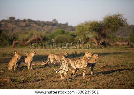 A horizontal, colour photograph on a female cheetah,, Acinonyx jubatus, and her four sub-adult cubs standing and sitting in golden light and facing the open veld in Mashatu Game Reserve, Botswana.