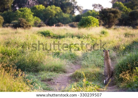 A horizontal, high angle, colour image of a distant, out-of-focus impala and the in-focus rear view of a hunting leopardess, who is sitting and watching it in Mashatu Game Reserve, Botswana.