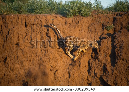 An unusual, horizontal, colour image of a playful young cheetah, Acinonyx jubatus, leaping up a vertical cliff of red earth in Mashatu Game Reserve, Botswana.