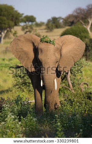 A vertical, side lit, colour image of the front view of an elephant with one tusk shorter than the other, standing with foliage on his head and ears out in Mashatu Game Reserve, Botswana.