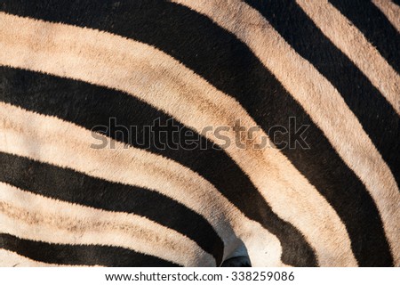 A horizontal, close up, cropped, colour photograph of a section of a zebra\'s skin, Equus quagga, highlighting its stripes, at Elephant Plains, Sabi Sands Game Reserve, South Africa.