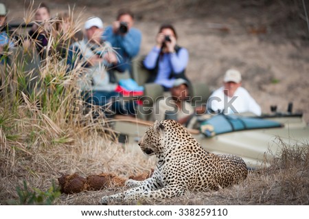 A horizontal, colour photograph of an in-focus leopard resting on a rise in the foreground with a safari vehicle filled with tourists looking on in the background, at Elephant Plains, South Africa.