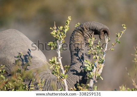 A horizontal, close up, cropped, colour photograph of and elephant\'s trunk raised and ready to nip tiny green leaves from a branch at Elephant Plains, Sabi Sands Game Reserve, South Africa.