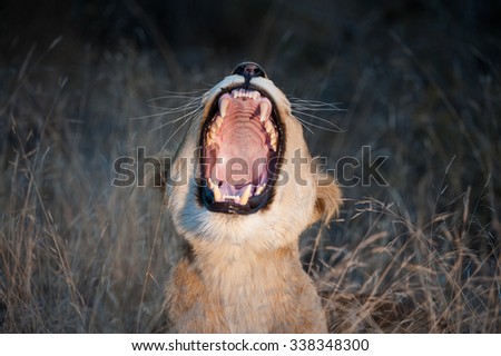 A horizontal, close up, colour photograph of a young lion, sharp teeth and ridged palate exposed in a giant yawn facing the camera, at Elephant Plains, Sabi Sands Game Reserve, South Africa.
