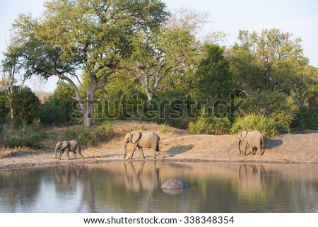 A horizontal, distant, colour image of three elephants walking beside a large water hole, their reflections rippling in the water, at Elephant Plains, Sabi Sands Game Reserve, South Africa.