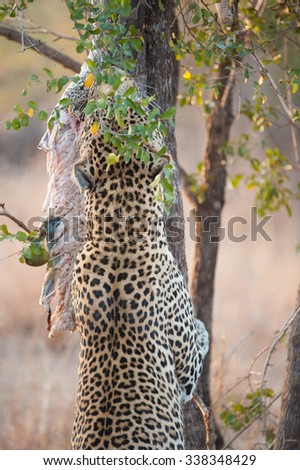 A vertical, cropped, colour image of a leopard, front paws braced against a tree as it tugs at a large, dead African rock pyton lodged in the branches, at Sabi Sands Game Reserve, South Africa.