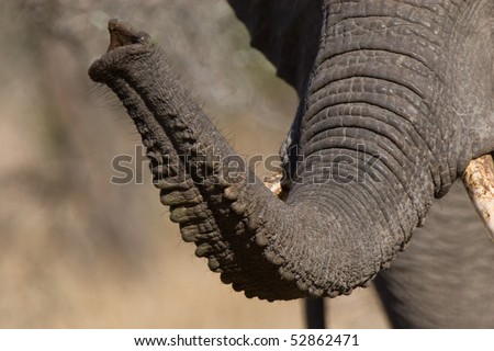 Closeup of an african elephant trunk showing great detail on the wrinkles.