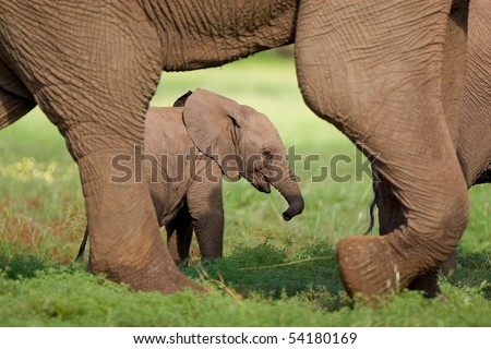 A small elephant calf walking behind its mother\'s feet in summer