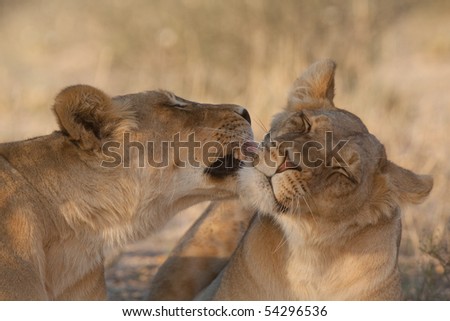 Lions Grooming