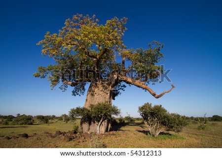 Baobab Leaves