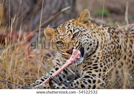 A young male leopard feeding on a carcass holding a bone between its paws