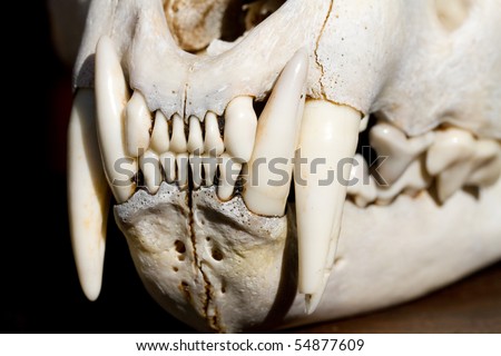 A close up of a leopard skull\'s teeth