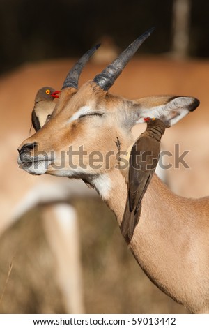 A young impala ram with two red-billed oxpeckers on its head, searching for ticks