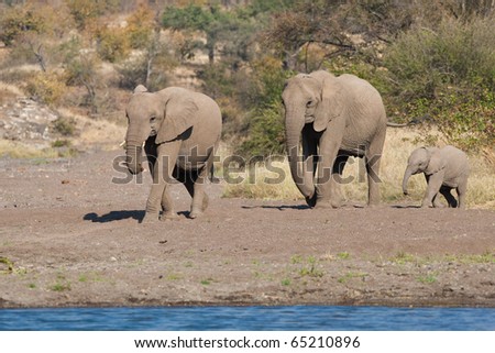 Three African elephants walking through a sandy riverbed