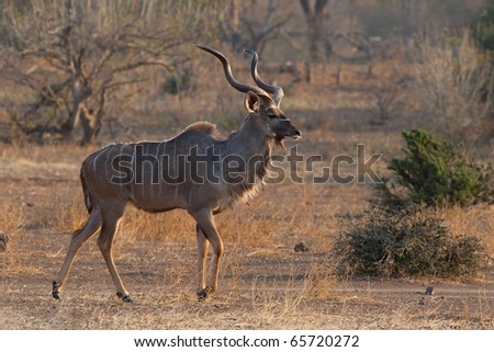 An adult kudu bull in back light