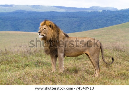 A lone male lion standing proud in the Ngorongoro Crater