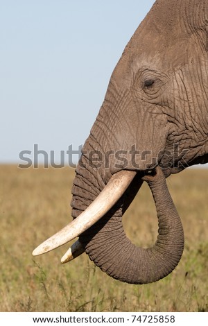 A close up of an elephant's head showing a curled trunk