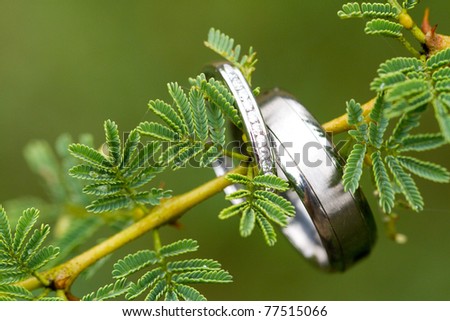  photo A pair of silver wedding rings hanging on an acacia tree branch