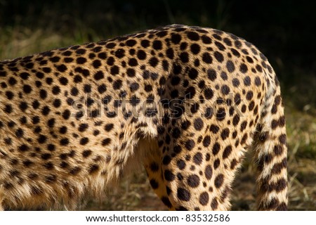 A close up of a cheetah\'s spots showing only the back half of its body