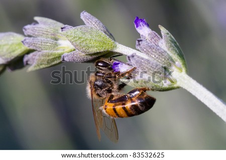 An african honey bee collecting pollen from a flower
