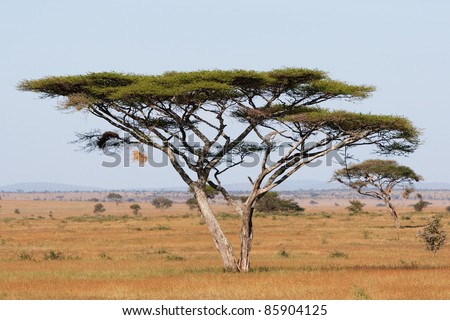 A large acacia thorn tree in the Serengeti national park