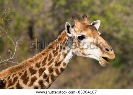 A giraffe with a humorous expression on its face