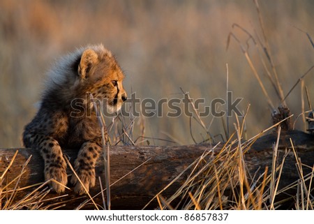 A cheetah cub resting its legs on a fallen tree stump
