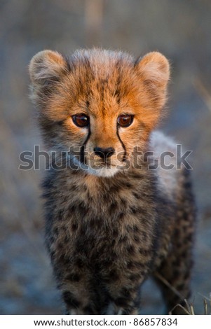 A portrait of a very young cheetah cub in golden light